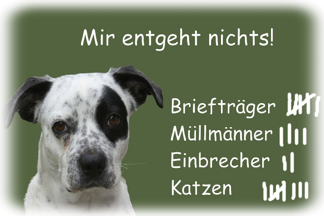 Mir entgeht nichts! Foto Hund
